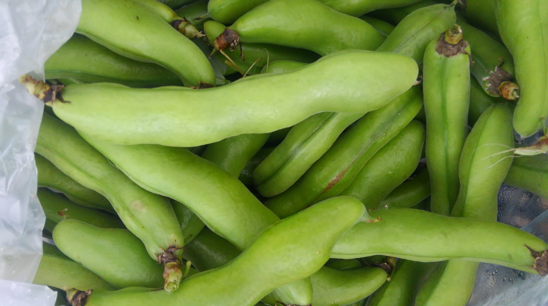 販売中のお野菜